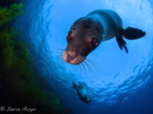 Adorable, playful Sea Lions greet me on a dive in the Cor... by Lauren Berger 